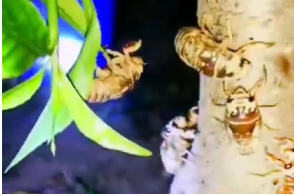 如何养殖金蝉，采取插枝法等方式投放卵枝