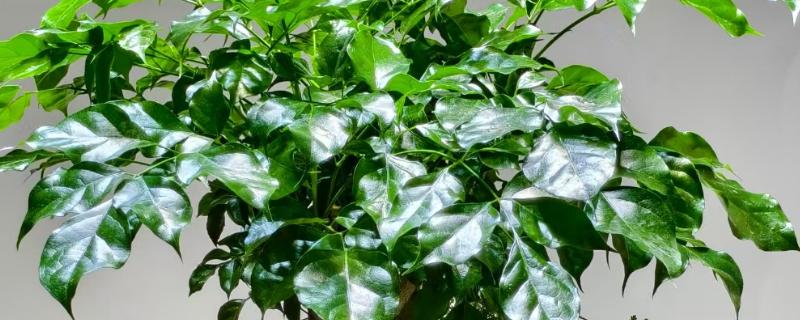 室内幸福树怎么浇水，每隔7-10天浇一次