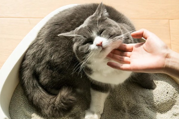 怎么清除猫的尿骚味,根据发生原因采取对应措施