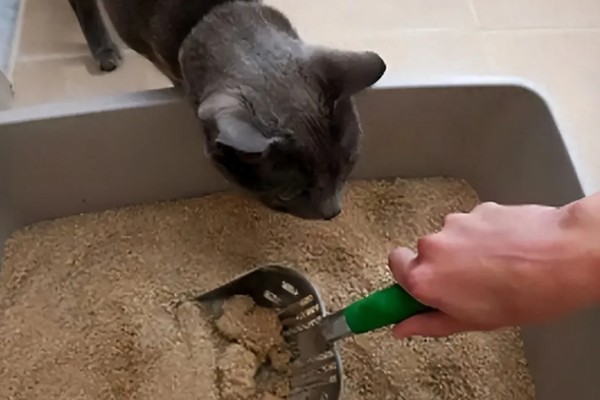 怎么清除猫的尿骚味,根据发生原因采取对应措施