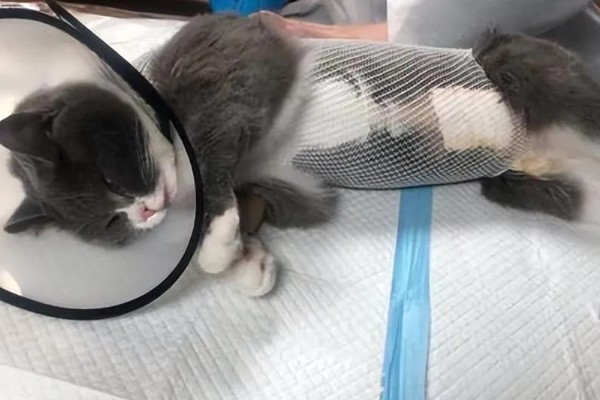 怎么清除猫的尿骚味,根据发生原因采取对应措施