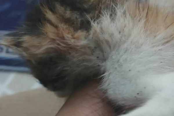 怎么清除猫的尿骚味,根据发生原因采取对应措施