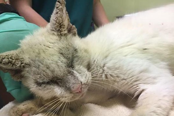 怎么清除猫的尿骚味,根据发生原因采取对应措施