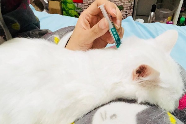 怎么清除猫的尿骚味,根据发生原因采取对应措施