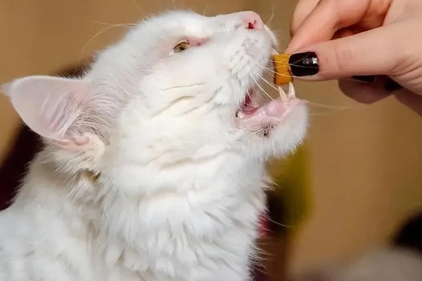 怎么清除猫的尿骚味,根据发生原因采取对应措施