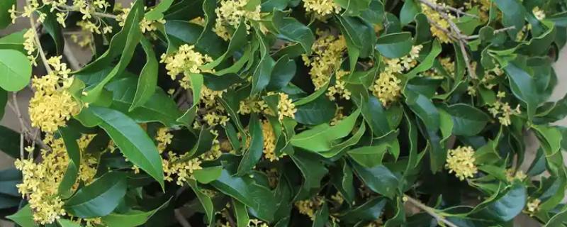 四季桂的花期持续时间，可持续开放15-20天