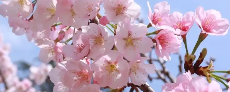 樱花的花期有多少天，一般有60天