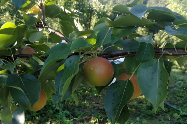 南果梨的生长条件,每年的光照要求需求较大