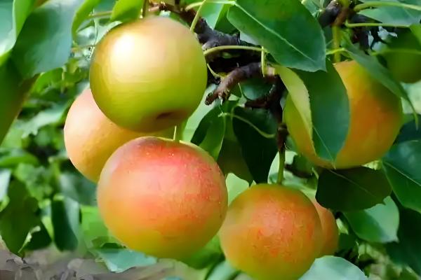 南果梨的生长条件,每年的光照要求需求较大