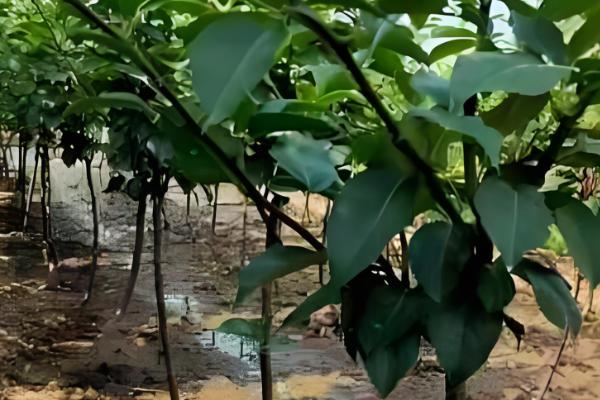 南果梨的生长条件,每年的光照要求需求较大