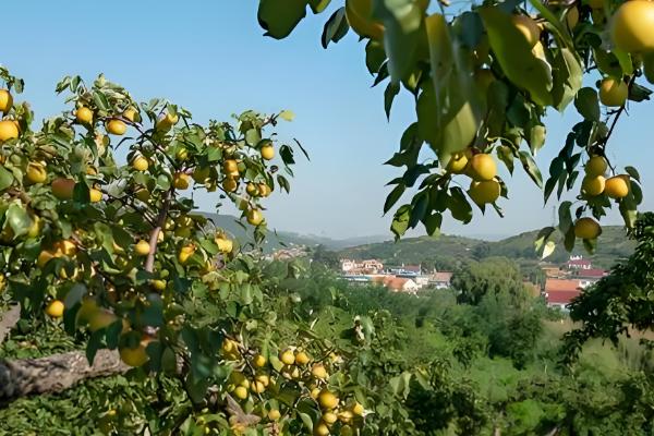 南果梨的生长条件,每年的光照要求需求较大