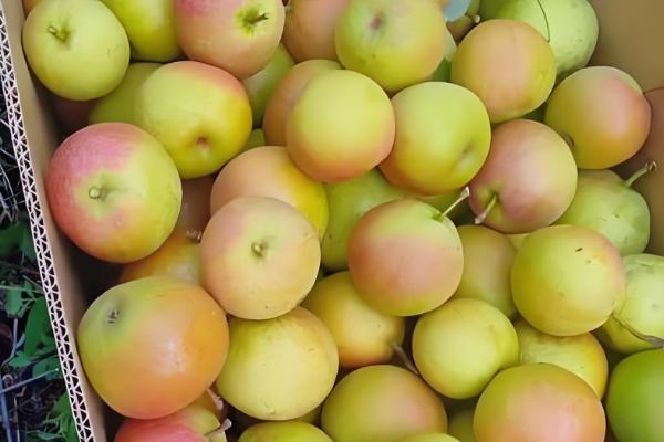 南果梨的生长条件,每年的光照要求需求较大