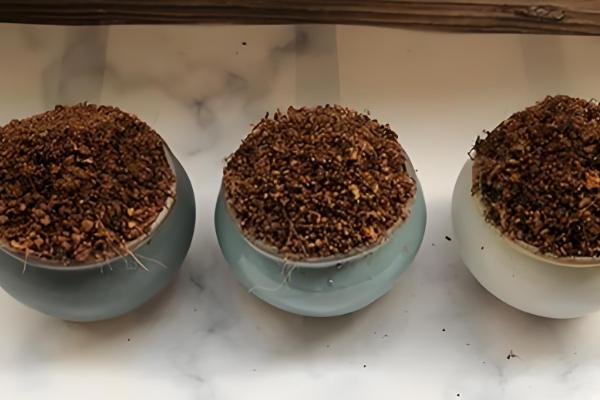 裸根虎皮兰的种植方法，经过修剪后再栽入肥沃疏松的土壤中