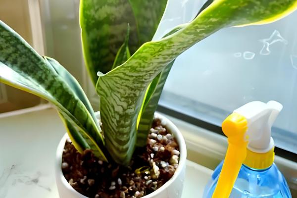 裸根虎皮兰的种植方法，经过修剪后再栽入肥沃疏松的土壤中