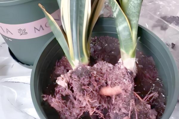 裸根虎皮兰的种植方法，经过修剪后再栽入肥沃疏松的土壤中