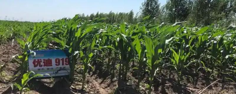 优迪919玉米品种简介，出苗至成熟132天