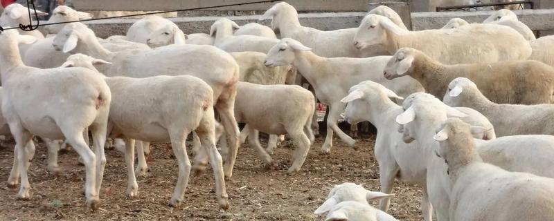 如何养羊长得快，首先选择优质的品种