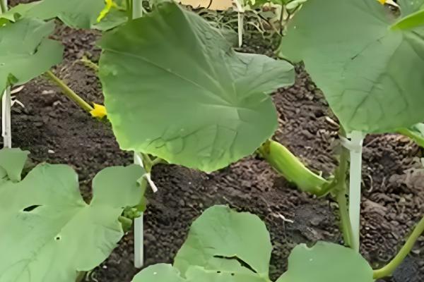 怎么减少黄瓜的苦味，选择无苦味的瓜留种