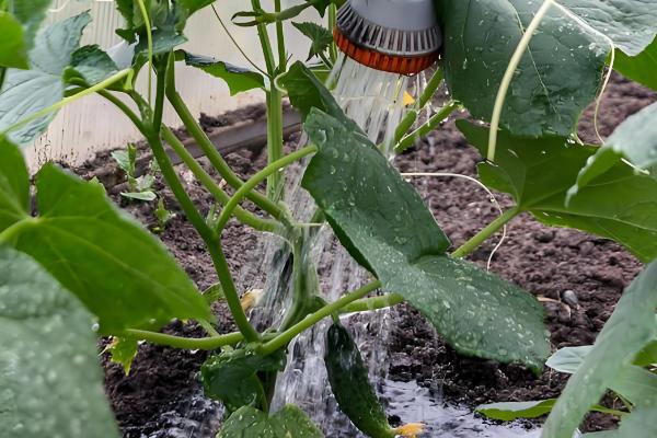 怎么减少黄瓜的苦味，选择无苦味的瓜留种