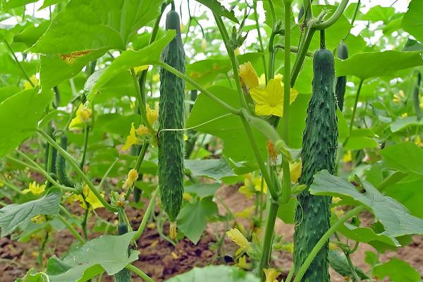 怎么减少黄瓜的苦味，选择无苦味的瓜留种