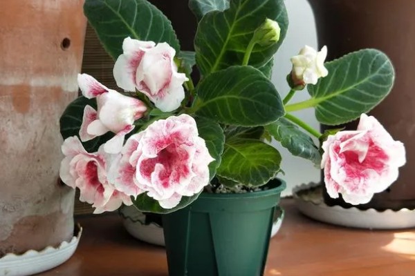 芙蓉花长虫子怎么解决,剪除受害的叶片并喷施杀虫剂