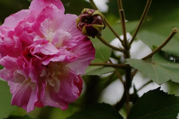 芙蓉花长虫子怎么解决,剪除受害的叶片并喷施杀虫剂