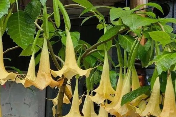 曼陀罗有什么寓意,代表纯洁纯净、恐怖神秘等含义