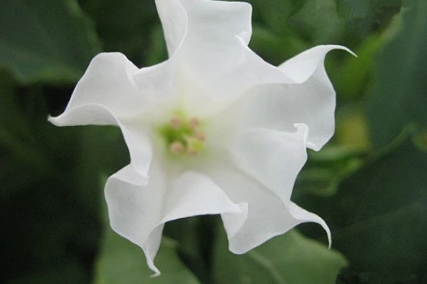 曼陀罗有什么寓意,代表纯洁纯净、恐怖神秘等含义