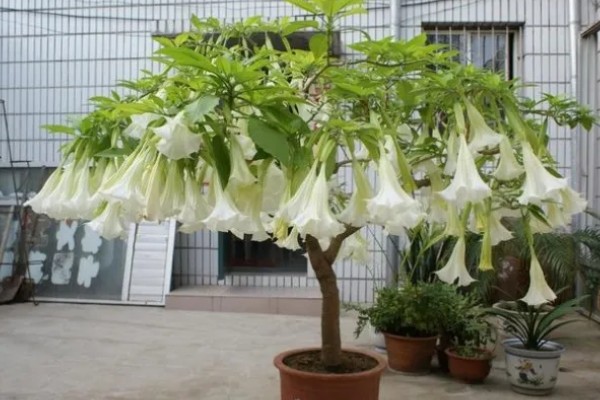 曼陀罗有什么寓意,代表纯洁纯净、恐怖神秘等含义