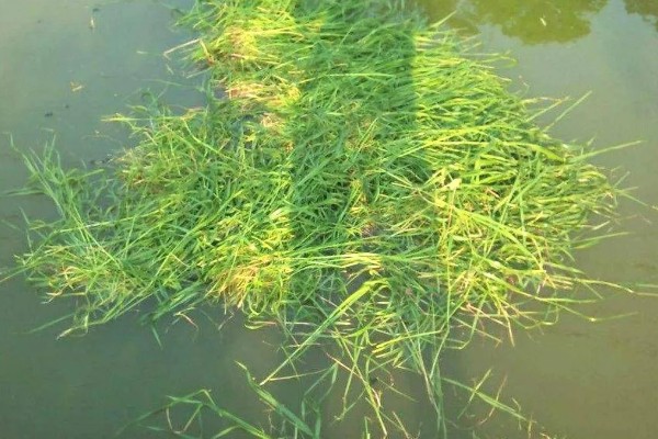 钓草鱼怎么打窝，常规打窝是将麦粒等窝料直接投放到钓点