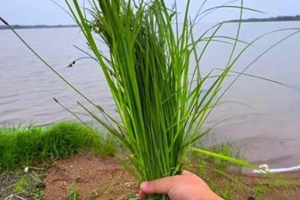 钓草鱼怎么打窝，常规打窝是将麦粒等窝料直接投放到钓点