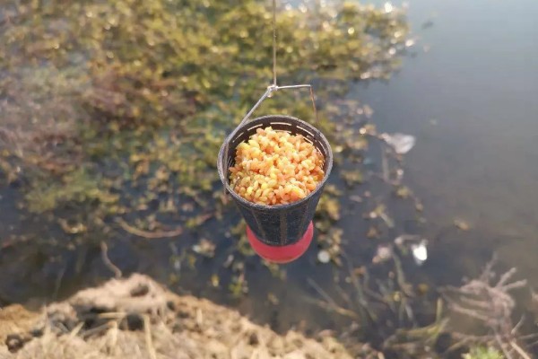 钓草鱼怎么打窝，常规打窝是将麦粒等窝料直接投放到钓点