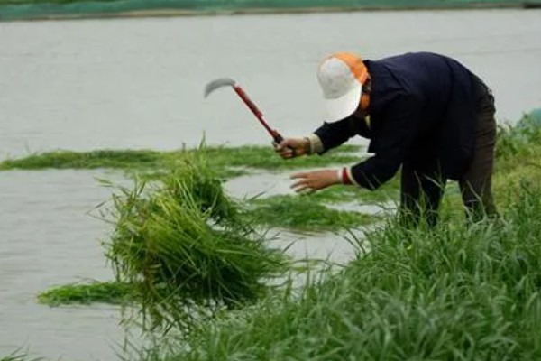 钓草鱼怎么打窝，常规打窝是将麦粒等窝料直接投放到钓点