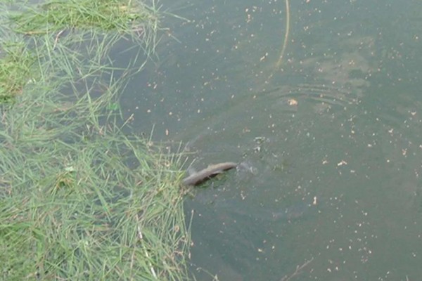 钓草鱼怎么打窝，常规打窝是将麦粒等窝料直接投放到钓点