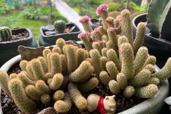 金手指会开花吗，金手指是开花植物