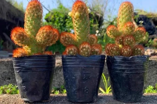 金手指会开花吗，金手指是开花植物