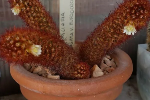 金手指会开花吗，金手指是开花植物