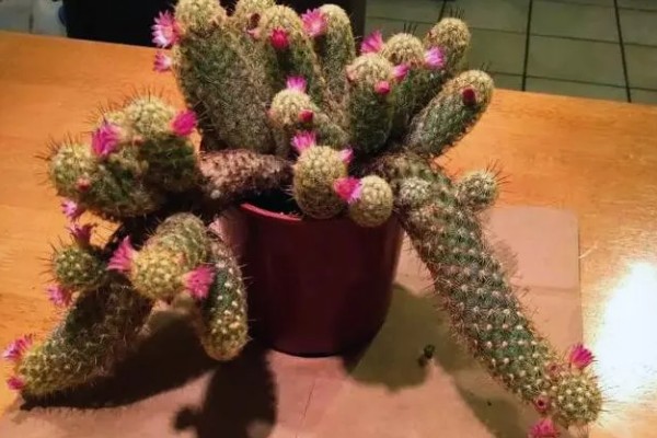 金手指会开花吗，金手指是开花植物