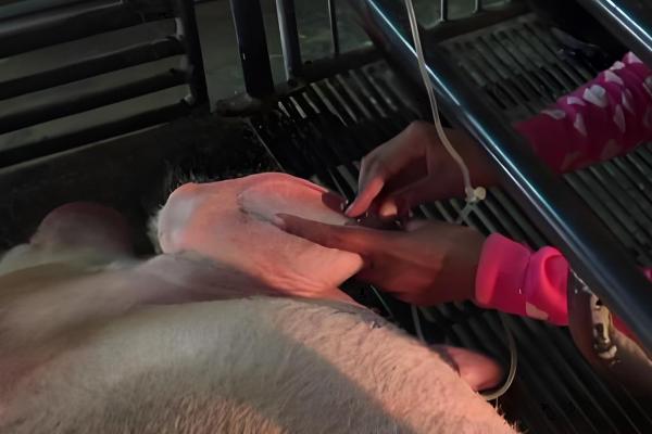 母猪感冒了不吃食怎么处理，可以肌肉注射安乃近