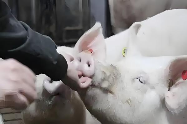 母猪感冒了不吃食怎么处理，可以肌肉注射安乃近