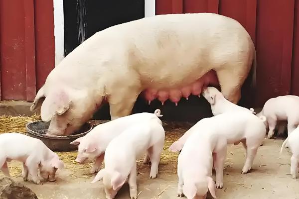 母猪感冒了不吃食怎么处理，可以肌肉注射安乃近