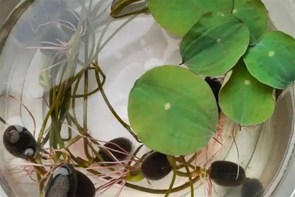 碗莲为何叶缘发黑干焦，一般是浇水不当、施肥过浓等原因引起