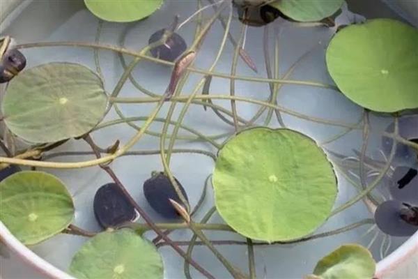 碗莲为何叶缘发黑干焦，一般是浇水不当、施肥过浓等原因引起