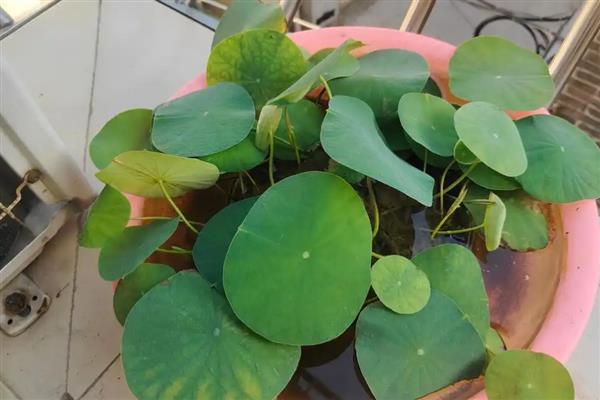 碗莲为何叶缘发黑干焦，一般是浇水不当、施肥过浓等原因引起