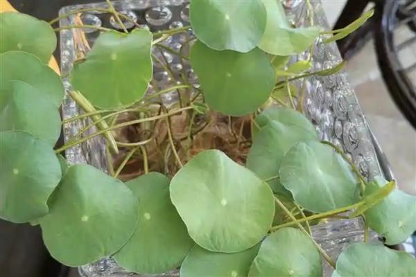 碗莲为何叶缘发黑干焦，一般是浇水不当、施肥过浓等原因引起