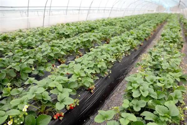 草莓喜酸吗，以酸性或中性土壤为宜