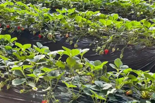 草莓喜酸吗，以酸性或中性土壤为宜