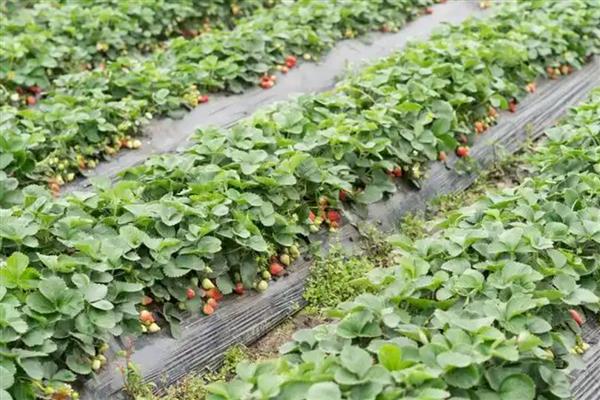 草莓喜酸吗，以酸性或中性土壤为宜