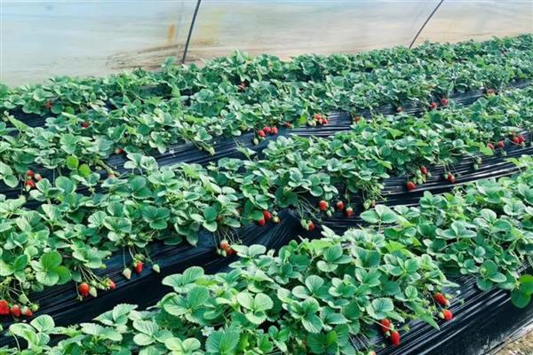 草莓喜酸吗，以酸性或中性土壤为宜