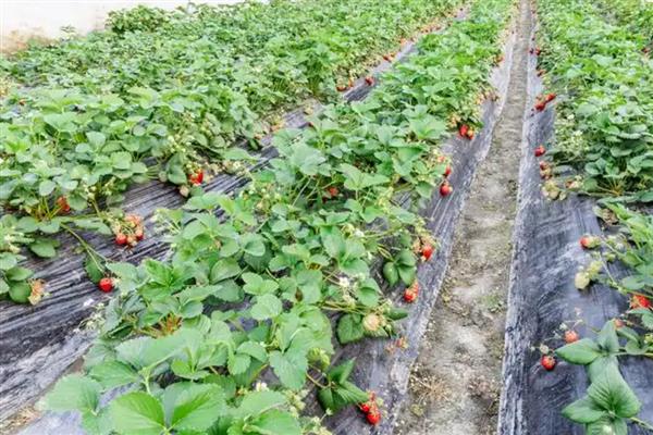 草莓喜酸吗，以酸性或中性土壤为宜